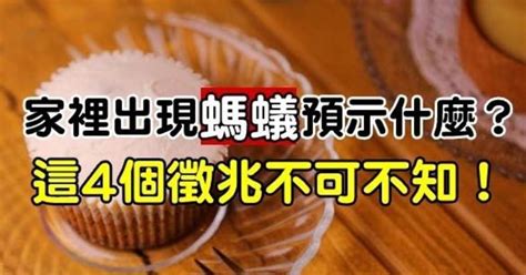 桌上突然有螞蟻|家裡螞蟻多到殺不完怎麼辦？居家達人教4招滅蟻方法…